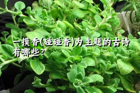 一摸香(碰碰香)为主题的古诗有哪些？