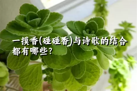 一摸香(碰碰香)与诗歌的结合都有哪些？