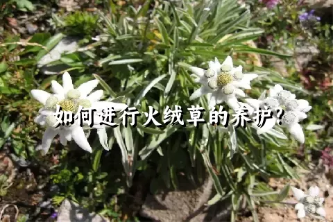 如何进行火绒草的养护?