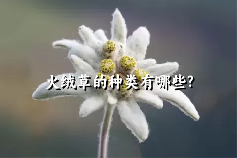 火绒草的种类有哪些?