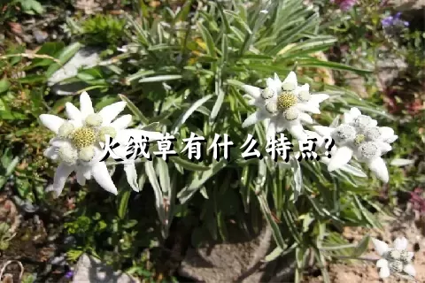 火绒草有什么特点?