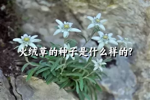 火绒草的种子是什么样的?