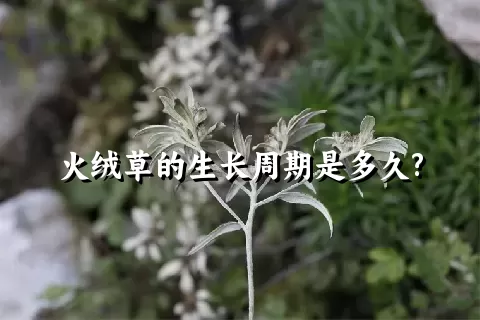 火绒草的生长周期是多久?