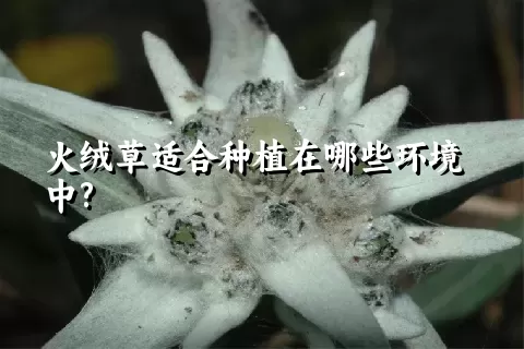 火绒草适合种植在哪些环境中?