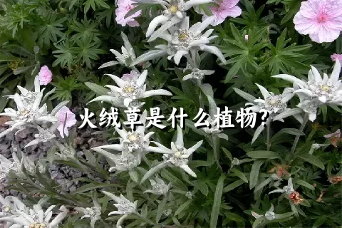 火绒草是什么植物?