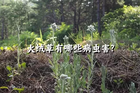 火绒草有哪些病虫害?