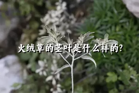 火绒草的茎叶是什么样的?