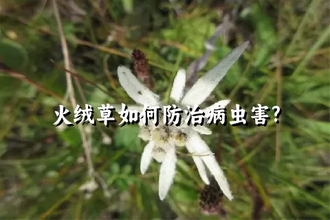 火绒草如何防治病虫害?