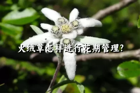 火绒草怎样进行花期管理?