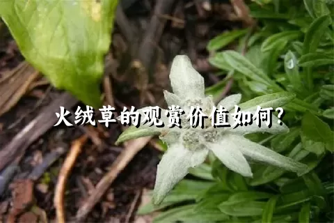 火绒草的观赏价值如何?