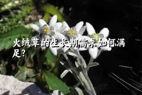 火绒草的生长期需求如何满足?