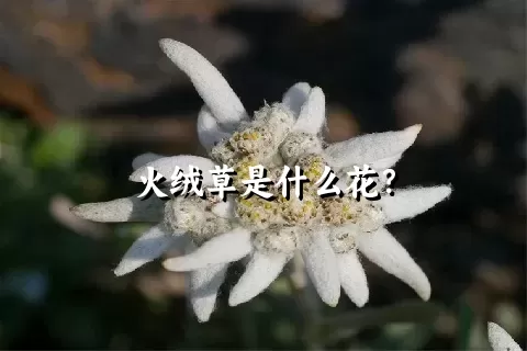 火绒草是什么花？