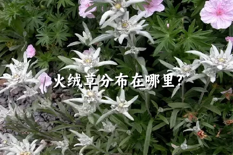 火绒草分布在哪里?