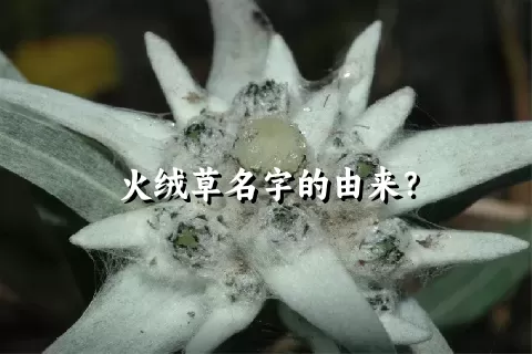 火绒草名字的由来？