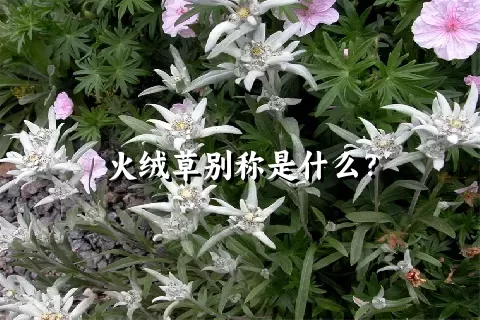 火绒草别称是什么？