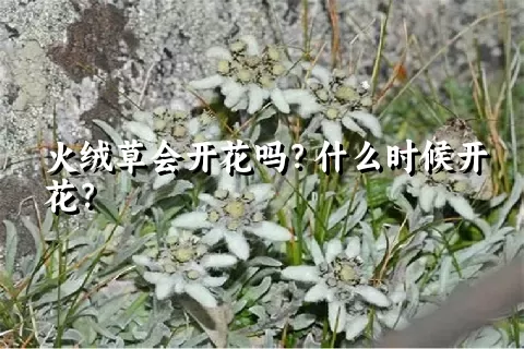 火绒草会开花吗？什么时候开花？