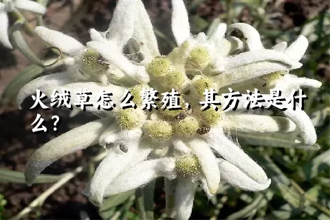 火绒草怎么繁殖，其方法是什么？