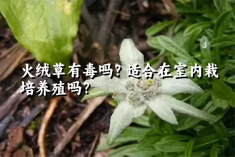 火绒草有毒吗？适合在室内栽培养殖吗？