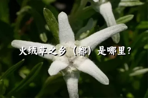 火绒草之乡（都）是哪里？