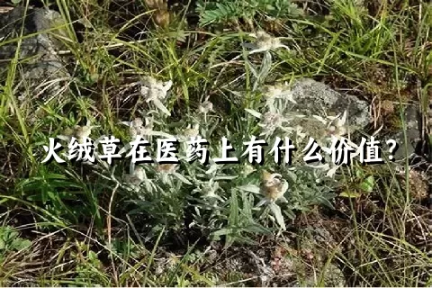 火绒草在医药上有什么价值？