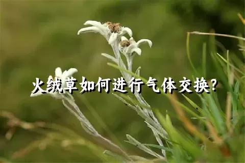 火绒草如何进行气体交换？