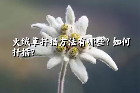 火绒草扦插方法有哪些？如何扦插？