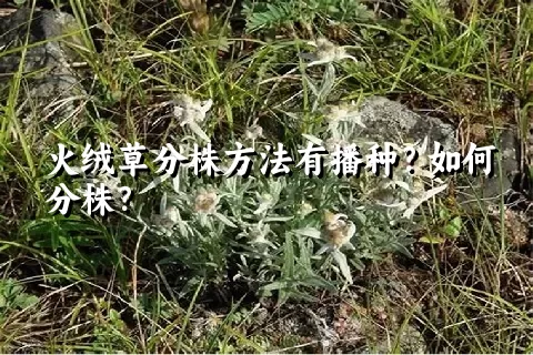 火绒草分株方法有播种？如何分株？