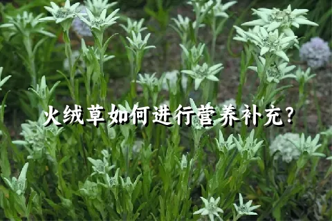 火绒草如何进行营养补充？