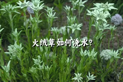 火绒草如何浇水？