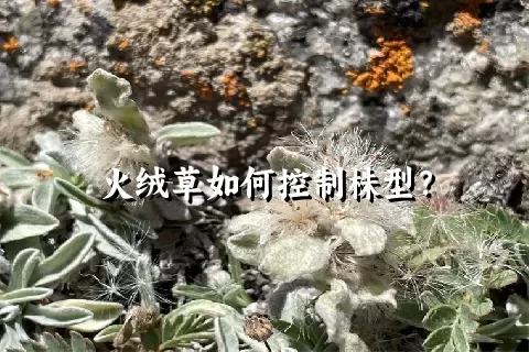 火绒草如何控制株型？