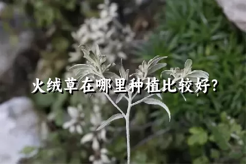 火绒草在哪里种植比较好？