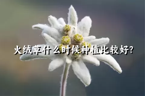 火绒草什么时候种植比较好？