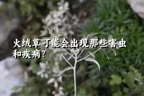 火绒草可能会出现那些害虫和疾病？