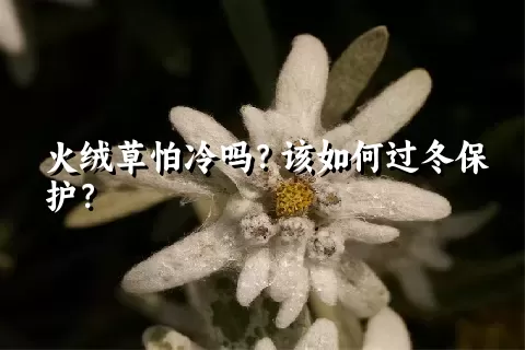 火绒草怕冷吗？该如何过冬保护？