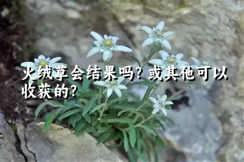 火绒草会结果吗？或其他可以收获的？