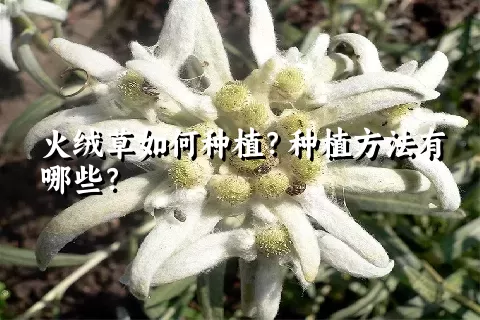 火绒草如何种植？种植方法有哪些？