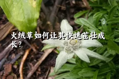 火绒草如何让其快速茁壮成长？