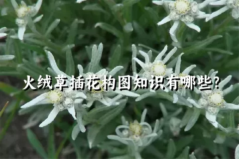 火绒草插花构图知识有哪些？