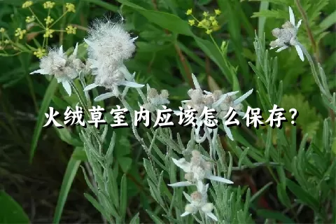 火绒草室内应该怎么保存？