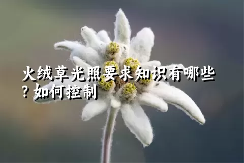 火绒草光照要求知识有哪些？如何控制