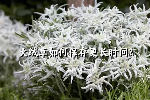 火绒草如何保存更长时间？