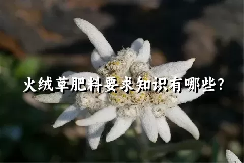 火绒草肥料要求知识有哪些？