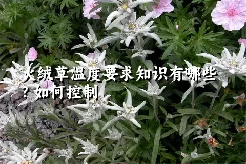 火绒草温度要求知识有哪些？如何控制