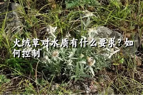 火绒草对水质有什么要求？如何控制