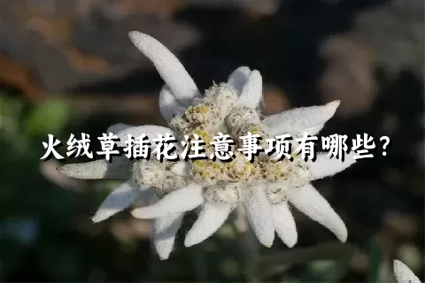 火绒草插花注意事项有哪些？