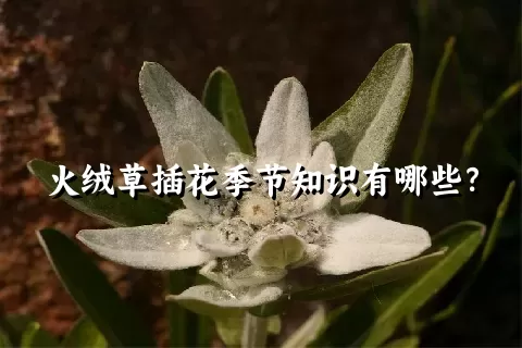 火绒草插花季节知识有哪些？