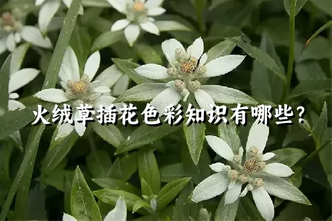 火绒草插花色彩知识有哪些？