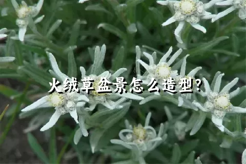 火绒草盆景怎么造型？