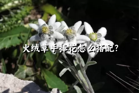 火绒草手捧花怎么搭配？