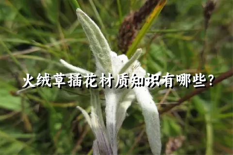 火绒草插花材质知识有哪些？